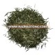 SUPPLY GREEN TEA WITH THE BEST PRICE